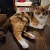 迷子猫の画像