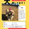 迷子犬の画像