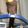 迷子鳥の画像