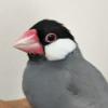迷子鳥の画像