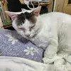 迷子猫の画像