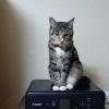 迷子猫の画像