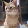 迷子猫の画像