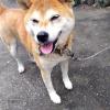 迷子犬の画像