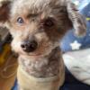 迷子犬の画像