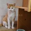 保護猫の画像