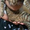 保護猫の画像