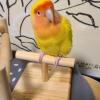 迷子鳥の画像