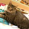 保護猫の画像