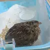 保護鳥の画像