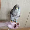迷子鳥の画像