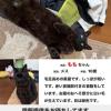 迷子猫の画像