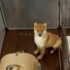 迷子犬の画像