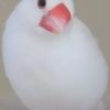 迷子鳥の画像