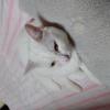 迷子猫の画像