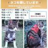 迷子猫の画像