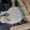 迷子鳥の画像