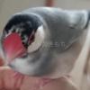 迷子鳥の画像