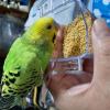 迷子鳥の画像