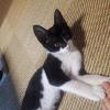 迷子猫の画像