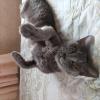 迷子猫の画像