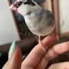 迷子鳥の画像