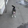 迷子犬の画像