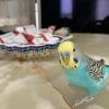 迷子鳥の画像