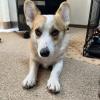 迷子犬の画像