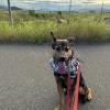 迷子犬の画像