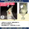 迷子鳥の画像