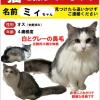 迷子猫の画像