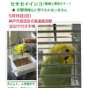 迷子鳥の画像