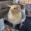 迷子鳥の画像