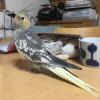 迷子鳥の画像