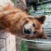 迷子犬の画像