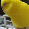 迷子鳥の画像