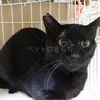 迷子猫の画像