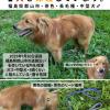 保護犬の画像