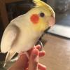 迷子鳥の画像