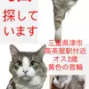 迷子猫の画像