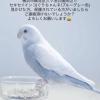迷子鳥の画像
