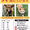 迷子犬の画像