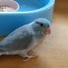 迷子鳥の画像