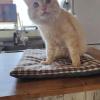 保護猫の画像