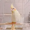 迷子鳥の画像
