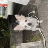 保護犬の画像