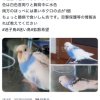 迷子鳥の画像