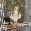 迷子鳥の画像