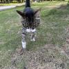 保護猫の画像